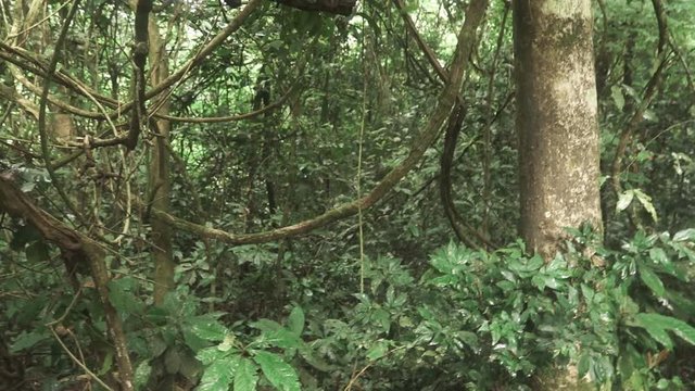 Chimpanzee in the forest getting down the tree