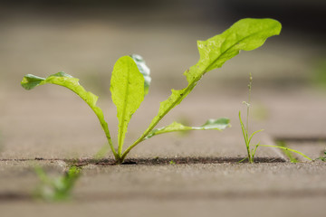 Dandelion grows out of the ground