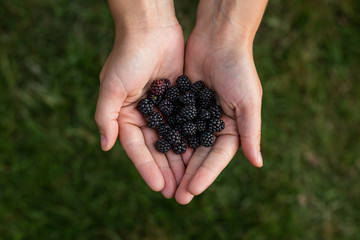 Vista de cerca de manos con moras