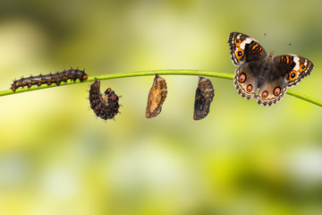 Fototapeta premium Cykl życia kobiety motyl niebieski bratek (Junonia orithya Linnaeus) na gałązce