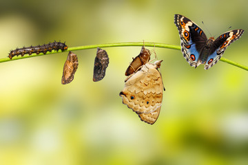 Naklejka premium Cykl życia męskiego niebieskiego motyla bratek (Junonia orithya Linnaeus) na gałązce