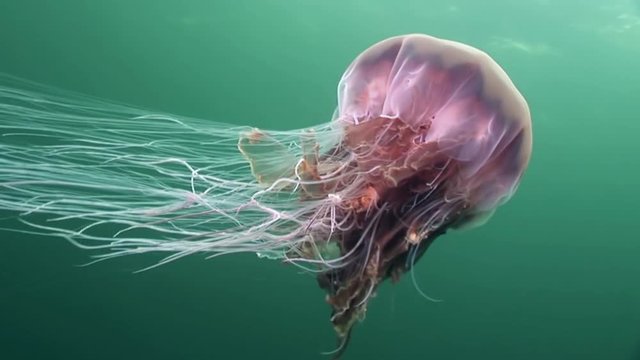 Medusa jellyfish close up underwater on green background of White Sea.Unique interesting video close up. Predators of marine life in clean clear pure and transparent water in search of food.