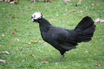 Poule Hollandaise