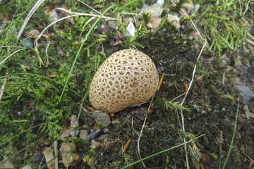Fugus Common earthball (Scleroderma citrinum)