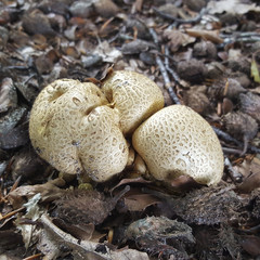 Fugus Common earthball (Scleroderma citrinum)
