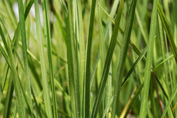 Close up of rice tree for background