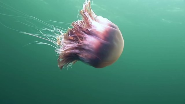Medusa jellyfish close up underwater on green background of White Sea.Unique interesting video close up. Predators of marine life in clean clear pure and transparent water in search of food.