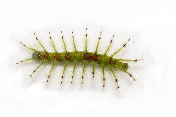 Caterpillar of the Common Gaudy Baron butterfly ( Euthalia lubentina )