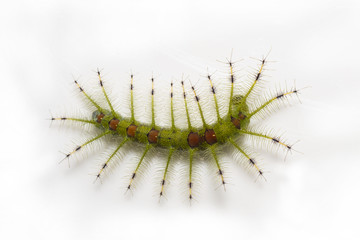 Caterpillar of the Common Gaudy Baron butterfly ( Euthalia lubentina )