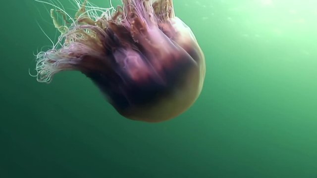 Medusa jellyfish underwater on green background of White Sea.Unique interesting video close up. Predators of marine life in clean clear pure and transparent water in search of food.