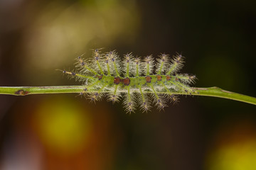 Caterpillar of the Common Gaudy Baron butterfly ( Euthalia lubentina ) walking on twig