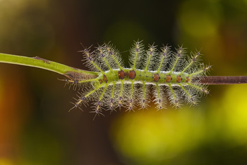 Caterpillar of the Common Gaudy Baron butterfly ( Euthalia lubentina ) walking on twig