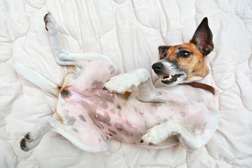 Pedigree dog fox terrier female lying belly up, playful