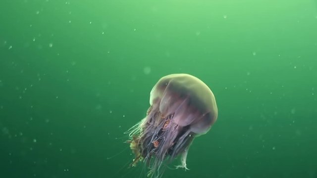 Medusa jellyfish underwater on green background of White Sea.Unique interesting video close up. Predators of marine life in clean clear pure and transparent water in search of food.