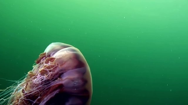 Medusa jellyfish underwater on green background of White Sea.Unique interesting video close up. Predators of marine life in clean clear pure and transparent water in search of food.