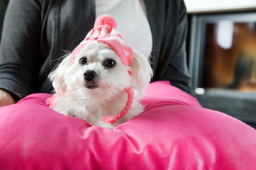 Woman holding a maltese dog dressed in a cap with hearts