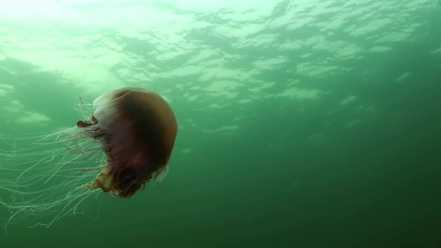 Medusa jellyfish underwater on green background of White Sea.Unique interesting video close up. Predators of marine life in clean clear pure and transparent water in search of food.