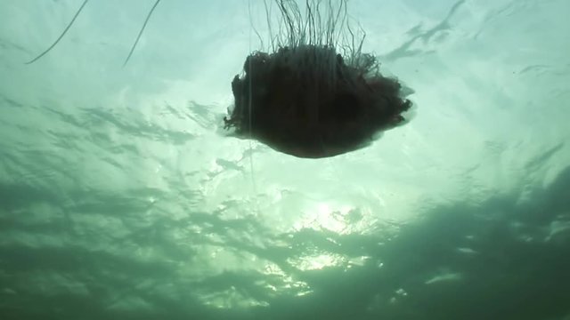 Medusa jellyfish underwater on green background of White Sea.Unique interesting video close up. Predators of marine life in clean clear pure and transparent water in search of food.
