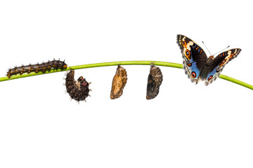 Naklejka premium Odosobniony cykl życia męski błękitny bratek motyl (Junonia orithya Linnaeus) na gałązce