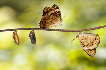 Fototapeta premium Transformation of blue pansy butterfly ( Junonia orithya Linnaeus ) on twig
