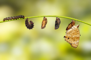 Life cycle of female blue pansy butterfly ( Junonia orithya Linnaeus ) on twig