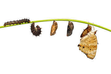 Isolated life cycle of female blue pansy butterfly ( Junonia orithya Linnaeus ) on twig