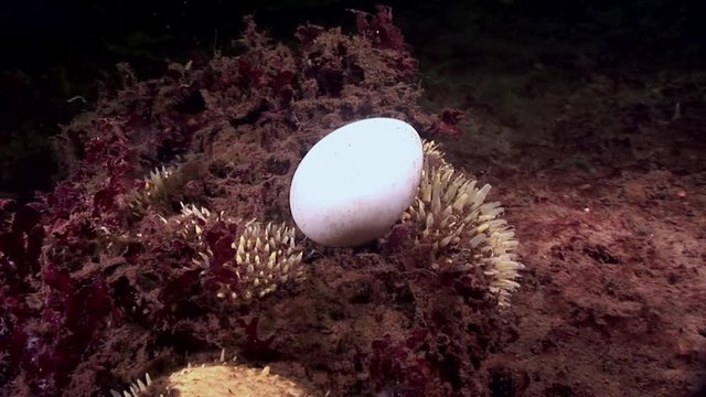 White chicken egg underwater on seabed of White Sea Russia. Unique macro video close up. Marine life on background of pure and transparent water.