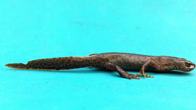 newt crawling across the blue screen