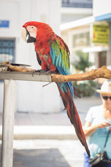 Parrot chilling in a wooden stand