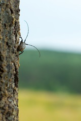 Cerambycidae Latreille. Beetle on tree against sky background - 170701321