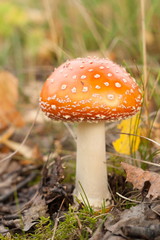 Mushroom in the autumn forest - 170701323