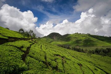 Fototapeta premium Tea plantations, scenic view with beautiful clouds, Bandung, West Java, Indonesia