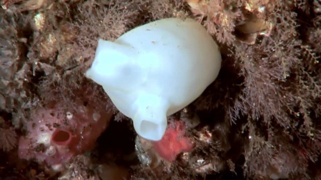 Ascidiacea ascidia Tunicata Urochordata underwater on seabed of White Sea. Unique macro video close up. Flowers of marine life in clean clear pure and transparent water in search of food.