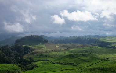 Agriculture fields and tea plantations in the mountain area on a bright cloudy day
