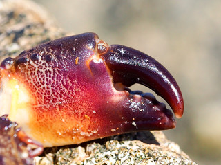 Warty Crab (Eriphia verrucosa)