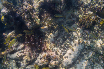 Fototapeta na wymiar Overview of a coral reef