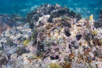 Dying coral reef