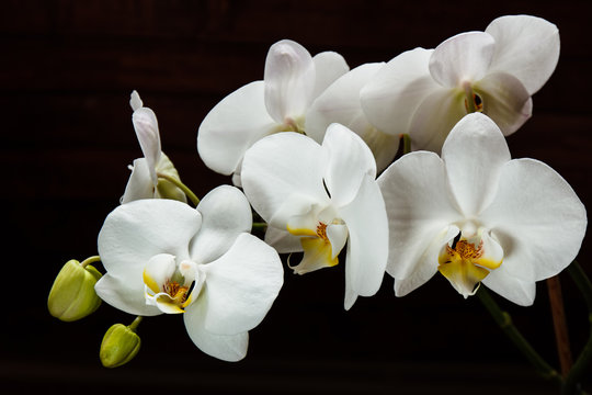 Fototapeta Flowers white orchids on a black background