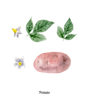 Handpainted watercolor poster with potato