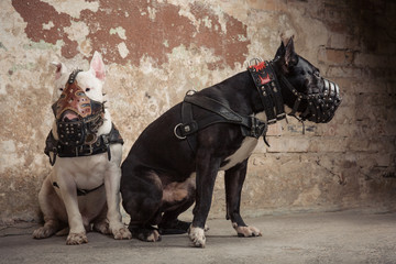 Two dogs: black american pit bull and white bull terier in muzzles seatting over scraped wall...