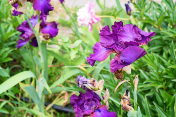 Decorative magenta and purple iris blossoms