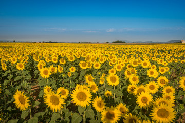 Sunflower Fields on the Valensole Plateau in Provence France