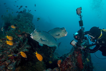 Bumphead parrotfish (Bolbometopon muricatum).