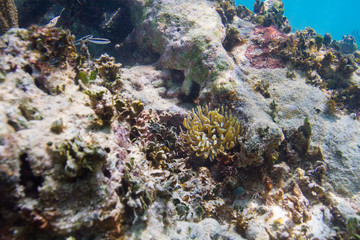 Fototapeta na wymiar Small anemones in reef