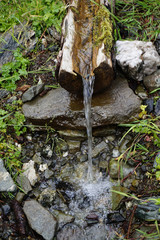 spring of water in the forest