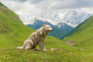 Caucasian sheep dog for the guard of cattle in village Ushguli. Svaneti, Georgia