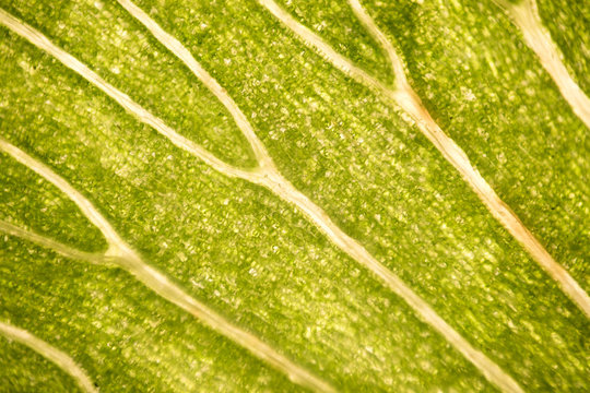 Leaf Cells Under Microscope. Micrograph, Leaf Under A Microscope, Organ-producing Oxygen And Carbon Dioxide, The Process Of Photosynthesis