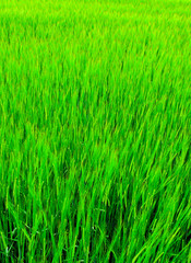 Fresh Grass Background