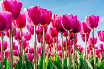 Group pink tulips against the sky. Spring landscape.