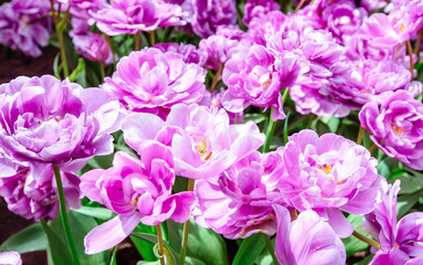 Obraz na płótnie Canvas Lilac flower tulip. Lush flower petals on a background of bright verdure